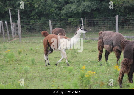 Llama on a small hobby farm. The Llama is a domesticated South American camelid, was widely used as a meat and pack animal Stock Photo