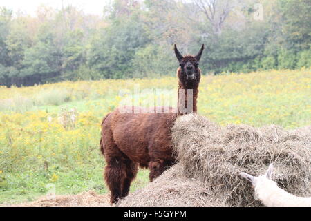 Llama on a small hobby farm. The Llama is a domesticated South American camelid, was widely used as a meat and pack animal Stock Photo