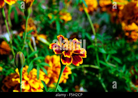 MARIGOLD Stock Photo