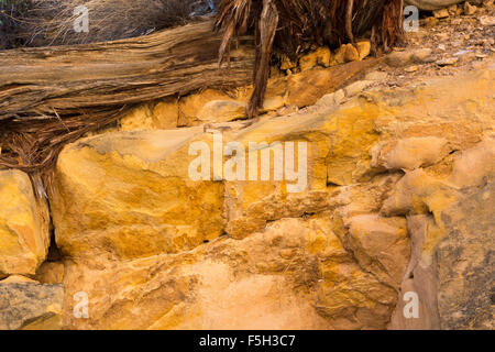 Juniper roots stretching into sandstone rocks, Capitol Reef National Park, Utah Stock Photo