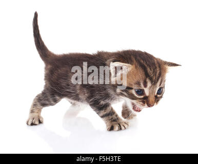 striped kitten crying Stock Photo