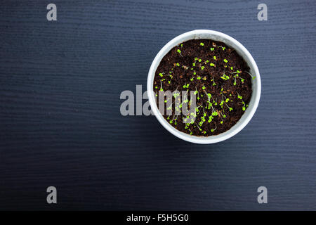 Cultivating indoor herbs Stock Photo
