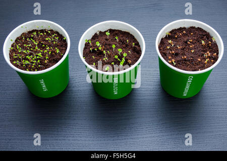 Cultivating indoor herbs Stock Photo