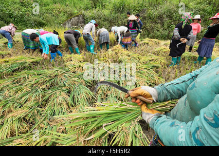 Villagers from the Hmong tribe harvest rice in the village of Ta Phin, Lao Cai Province in Vietnam Stock Photo