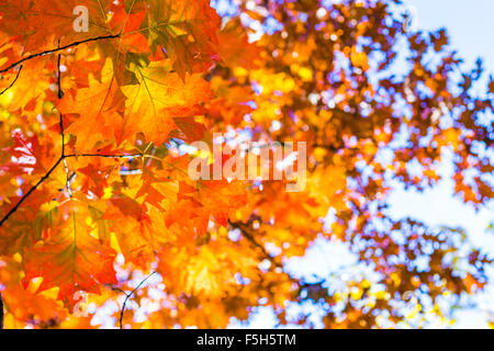 Abstract autumn background, old orange leaves, dry tree foliage, soft focus, autumnal season, changing of nature, bright sunligh Stock Photo