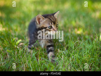 striped cat playing in the grass Stock Photo