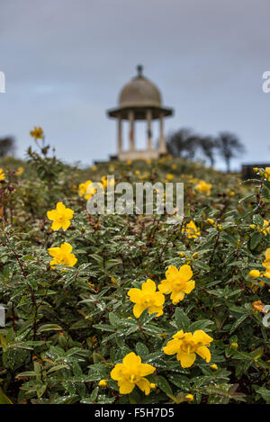 South Downs, near Brighton, East Sussex, UK. 4th November, 2015. Hypericum blooms at The Chattri memorial, built to honour the Indian dead of WWI, South Downs, near Brighton. Credit:  Julia Claxton/Alamy Live News Stock Photo