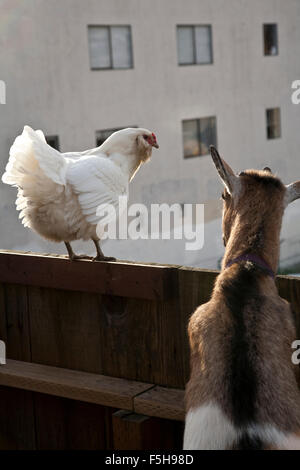 white chicken and brown goat look away from the camera over a fence, out at another building Stock Photo