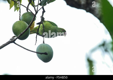 Rose ringed parakeet hanging eating fruit Stock Photo