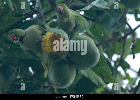 Rose ringed parakeet hanging eating fruit Stock Photo