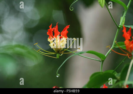 Flame lily Stock Photo