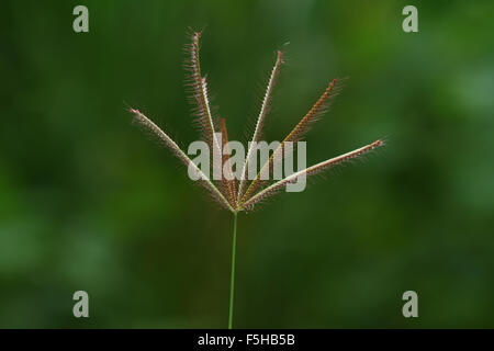 Grass seed Stock Photo
