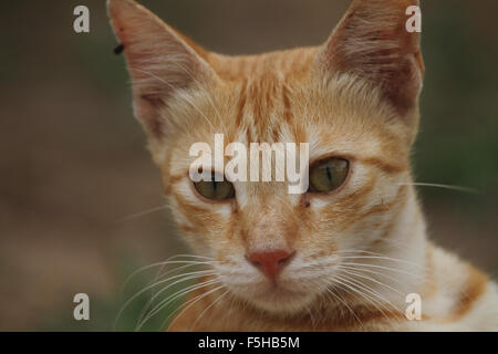 Cat Stock Photo