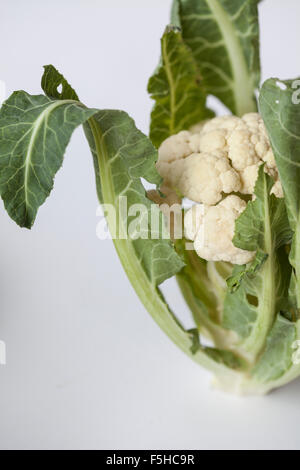 organic cauliflower with leaves attached on white Stock Photo