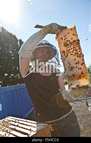 a young woman beekeeper wearing a bee hat and gloves looks closely at a frame with honey comb and bees on a roof top Stock Photo