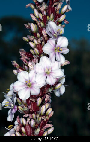 Close-up of Aristea/ Blousuurkanol Flower Spike - Aristea capitata [syn. A. major ]- Family Iridaceae Stock Photo