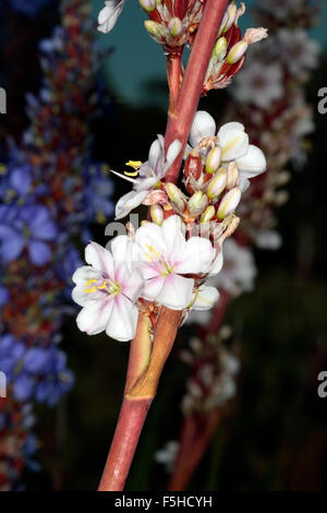 Close-up of Aristea/ Blousuurkanol Flower Spike - Aristea capitata [syn. A. major ]- Family Iridaceae Stock Photo
