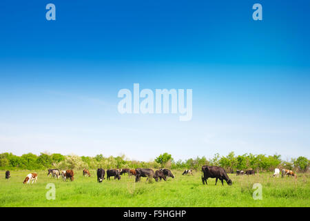 A herd of cows grazing on a meadow in a summer sunny day Stock Photo