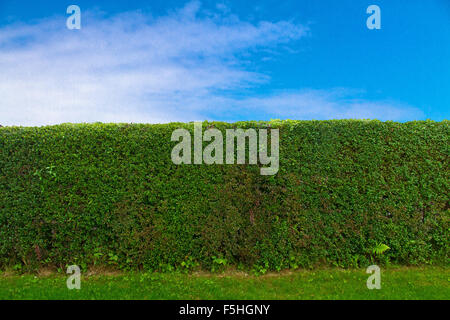 Green hedge and blue sky Stock Photo