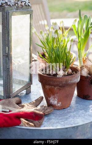 Sweden, Vastergotland, View of potted plants