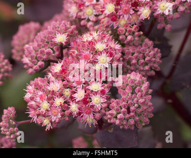 Sedum Strawberries and Cream Stock Photo