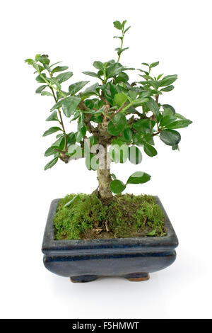 Bonsai elm tree isolated Stock Photo - Alamy