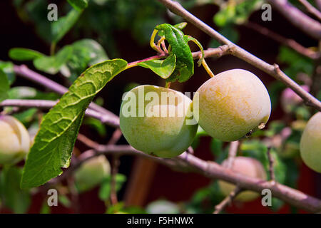 Green unripe plums on the plum tree. Growing green plums hanging on their branch in the garden. Stock Photo