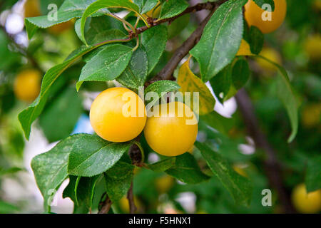 Mature Yellow Cherry Plums on the branch.