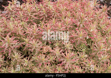 Euphorbia First Blush Stock Photo