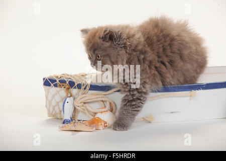 British Longhair Cat, kitten, 9 weeks, blue|Britisch Langhaar, Kaetzchen, 9 Wochen, blau Stock Photo