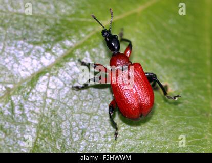 European Hazel Leaf Roller Weevil (Apoderus coryli) posing on a leaf Stock Photo