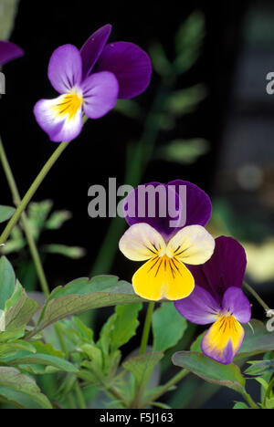 Close-up of mauve+yellow perennials violas Stock Photo