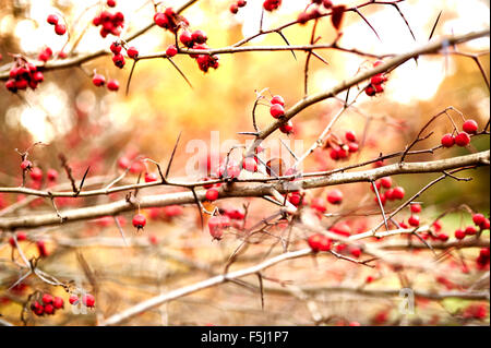 Red rose hips on a bush, Germany on November 4, 2015 in Berlin. Photo: picture alliance / Robert Schlesinger Stock Photo