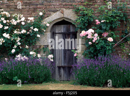 Lavender border below pink and white climbing roses either side of an old wooden door in a walled garden Stock Photo