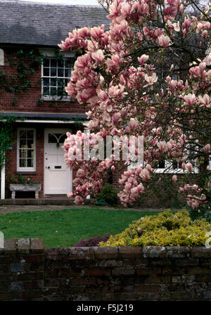 Magnolia Soulangiana growing in front garden of a traditional house Stock Photo