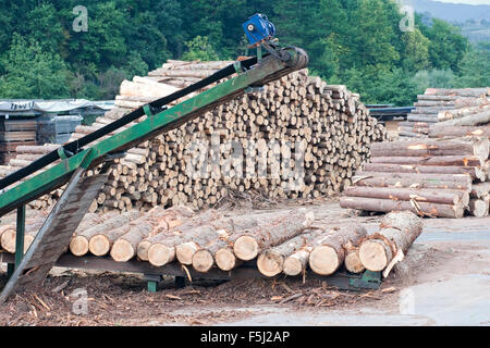 Stacked pinus radiata logs debarked in the sawmill. Stock Photo