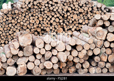 Stacked pinus radiata logs debarked Stock Photo