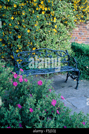 Fremontodendron on wall behind a blue wrought iron bench on a stone paved patio with a bright pink cistus in the border Stock Photo