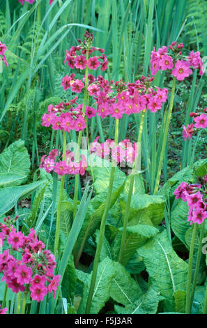 Close-up of pink Candelabra Primroses Stock Photo