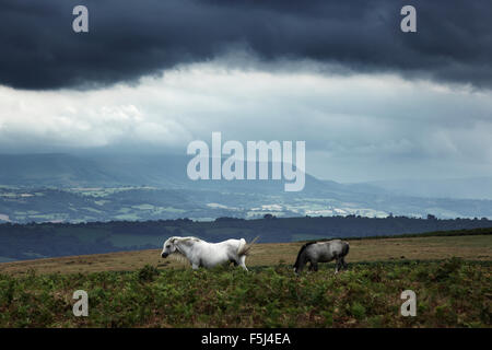 View from Offa's Dyke path on Hergest Ridge, towards the Brecon Beacons in the distance. Herefordshire. UK. Stock Photo