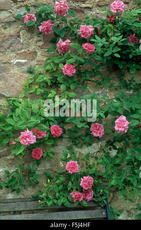 Close-up of Rosa Zephirine Drouhin on a garden wall Stock Photo