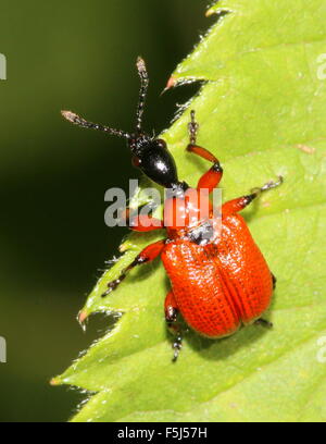 European Hazel Leaf Roller Weevil (Apoderus coryli) posing on a leaf Stock Photo