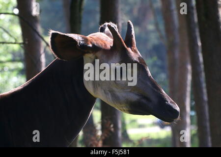 Close-up of the head of a  male Central African Okapi (Okapia johnstoni) Stock Photo