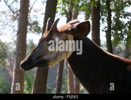 Close-up of the head of a male Central African Okapi (Okapia johnstoni) Stock Photo