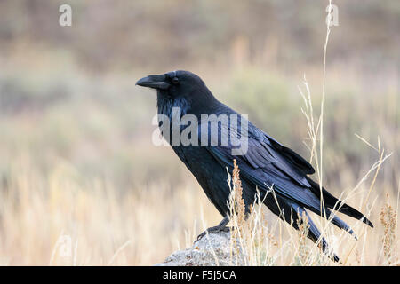 Common Raven, Corvus corax, Grand Tetons National Park, Wyoming, USA Stock Photo