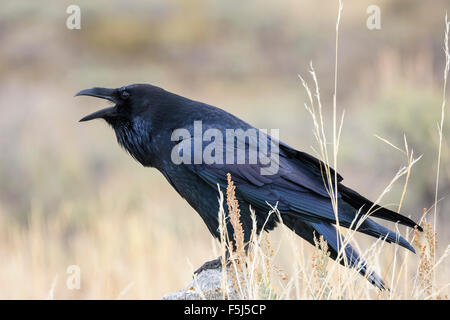 Common Raven, Corvus corax, Grand Tetons National Park, Wyoming, USA Stock Photo