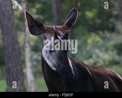 Close-up of the head of a male Central African Okapi (Okapia johnstoni) Stock Photo