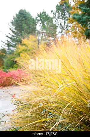 Ornamental Grass in the Fall. Autumn background Stock Photo - Alamy