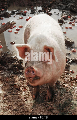 big farm pig Stock Photo