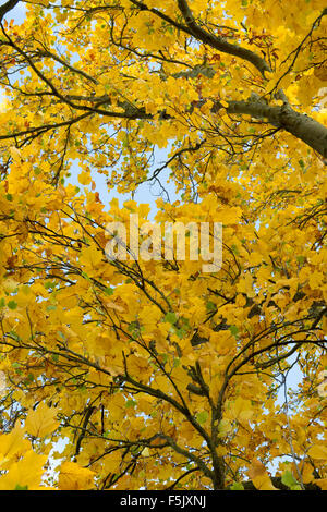 Liriodendron tulipifera fastigiatum. Tulip tree in autumn at RHS Wisley Gardens, Surrey, England Stock Photo